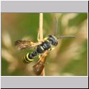 Cerceris arenaria - Sandknotenwespe m10c 10mm Sandgrube Niedringhaussee-det.jpg